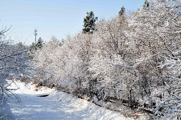 The photo taken on April 27, 2010 shows snow covers the trees in a park of Zhalantun City, north China's Inner Mongolia Autonomous Region. Under the impact of cold front from Baikal, the snow started to fall down on Monday and exceeded 20mm thick in Zhalantun. [Photo: Xinhua]