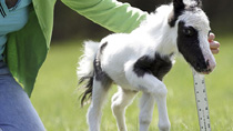 Smallest horse weighs less than newborn baby