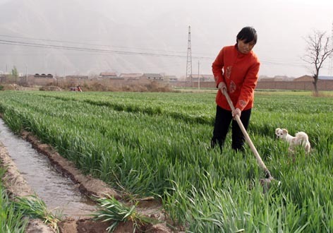 A farmer works in the wheat field in Wucun Village, Yongji City of north China's Shanxi Province, on April 1, 2010. Cold snaps have postponed the spring sowing of grains in north China areas.