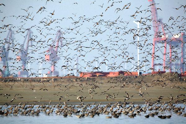 A large flock of birds hover over the birds-viewing garden on the wetland at the estuary of the Yalu River, bordering on China and the Democratic People's Republic of Korea (DPRK), as the 5th International Birds Viewing Festival on the Estuary Wetland of Yalu River opens and attracts over 1,000 ornithologic enthusiasts from both home and abroad to take part in, at this National Nature Reserve in Dandong City, northeast China's Liaoning Province, April 28, 2010. 