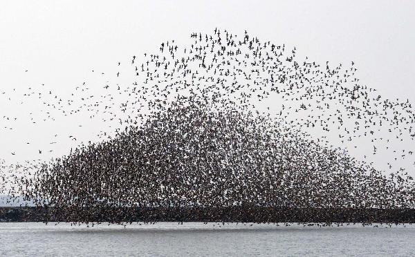 Photo taken on April 28, 2010 shows the spectacular scene of dense and large flocks of birds hovering over the birds-viewing garden on the wetland at the estuary of the Yalu River, bordering on China and the Democratic People's Republic of Korea (DPRK). [Xinhua/Chen Hao]