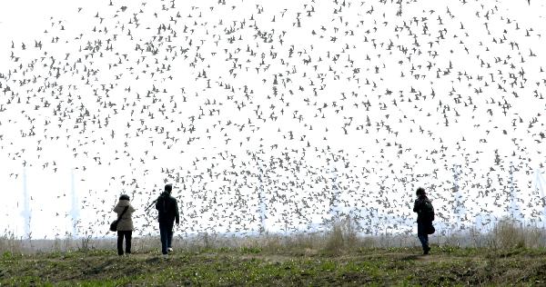 Three people watch and take photos of large flocks of birds hovering over the birds-viewing garden on the wetland at the estuary of the Yalu River, bordering on China and the Democratic People's Republic of Korea (DPRK). [Xinhua/Qi Wanpeng]