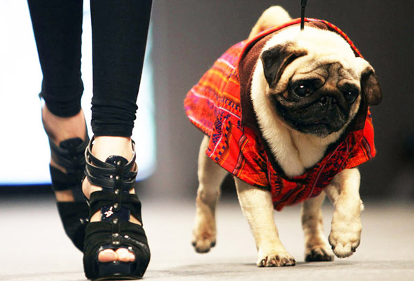 Interesting Pet Fashion in Brazil -
