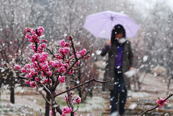 A woman views snow scenery in Nanshan Park in Yantai, east China's Shandong Province, April 28, 2010. A snowfall hit the city on Wednesday.[Xinhua]