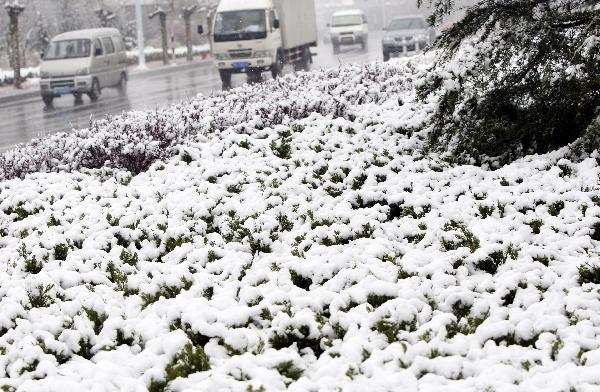 Plants beside a road are covered with snow in Yantai, east China's Shandong Province, April 28, 2010. A snowfall hit the city on Wednesday.