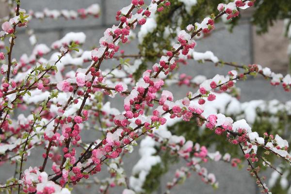 Blossoms are covered with snow in Yantai, east China's Shandong Province, April 28, 2010. A snowfall hit the city on Wednesday.[Xinhua]