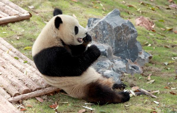 A giant panda eats with leisure at its new habitat, inside the Giant Panda Ecological Happyland, at Xiuning County, east China's Anhui Province, April 28, 2010. A triplet of giant pandas bred at the Bifengxia Valley Panda-Breeding Base in Ya'an of Sichuan Province was transferred to Xiuning on April 23 and make their debuts with visitors here as of the day. [Xinhua]