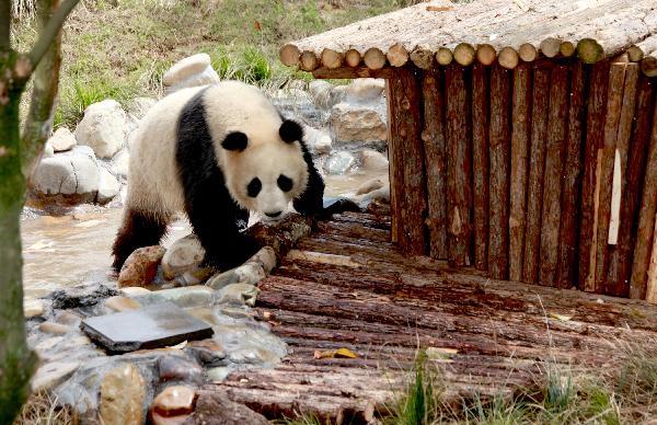 A giant panda strolls with leisure at its new habitat, inside the Giant Panda Ecological Happyland, at Xiuning County, east China's Anhui Province, April 28, 2010. [Xinhua]