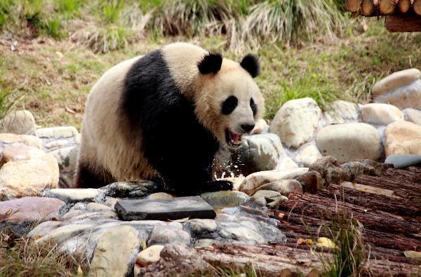 A giant panda drinks with leisure at its new habitat, inside the Giant Panda Ecological Happyland, at Xiuning County, east China's Anhui Province, April 28, 2010. [Xinhua]