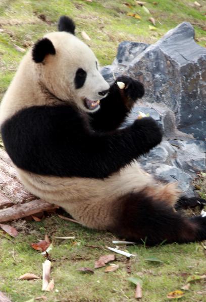  A giant panda eats with leisure at its new habitat, inside the Giant Panda Ecological Happyland, at Xiuning County, east China's Anhui Province, April 28, 2010. [Xinhua]