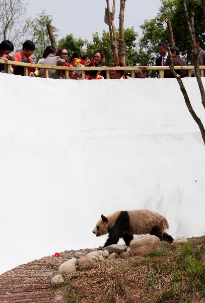 Swarms of visitors watch a giant panda strolling around with leisure at its new habitat, inside the Giant Panda Ecological Happyland, at Xiuning County, east China's Anhui Province, April 28, 2010. [Xinhua]