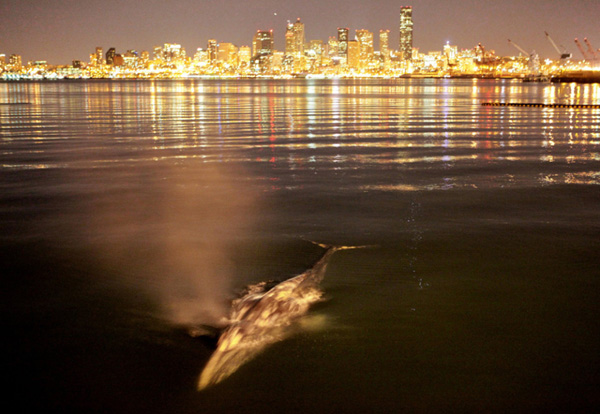  Gray whales are not as common in Puget Sound as orca whales; gray whales are rarely seen in Elliott Bay near downtown Seattle. Maritime officials with the Port of Seattle were concerned the whale would attempt to travel up the Duwamish River, a major industrial area and Superfund site.[bbs.huanqiu.com]