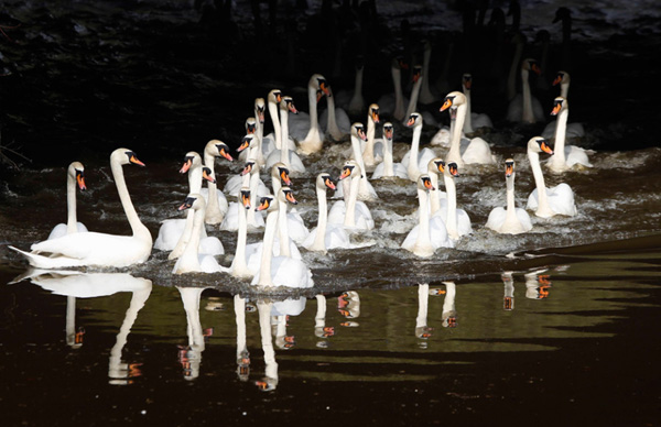 Swans stretch and swim after being released from their winter quarters on Hamburg&apos;s city lake Alster April 12, 2010. Every year the swans are collected from waterways around Hamburg and taken to winter quarters where they are fed and cared for until the spring. [bbs.huanqiu.com]