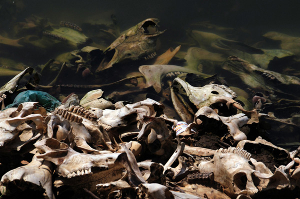 Skeletal remains of cattle lie on the shore of the Grijalva river in Villahermosa April 20, 2010. According to Mexico&apos;s National Committee for Protected Areas (CONANP), 12 tons of garbage are illegally dumped daily at the Canyon del Sumidero where the river runs through. [bbs.huanqiu.com]