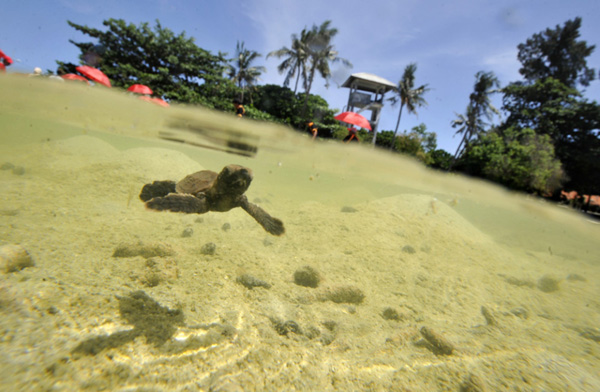 A crowd watch as a baby hawksbill turtle swims into the deep after a symbolic release ceremony on Pramuka Island located north of Jakarta, Indonesia on April 20, 2010. Twenty baby hawksbill turtles and four four months old hawksbill turtles were released from the turtle conservation area. 