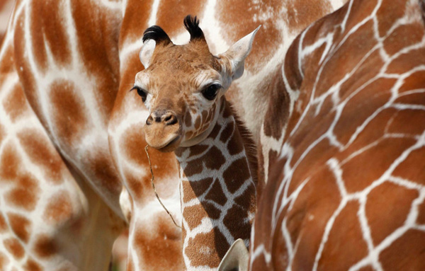  A young male giraffe named Carlo takes his first walk around an outdoor enclosure with his parents at the zoo in the southern German city of Nuremberg on April 20, 2010. 