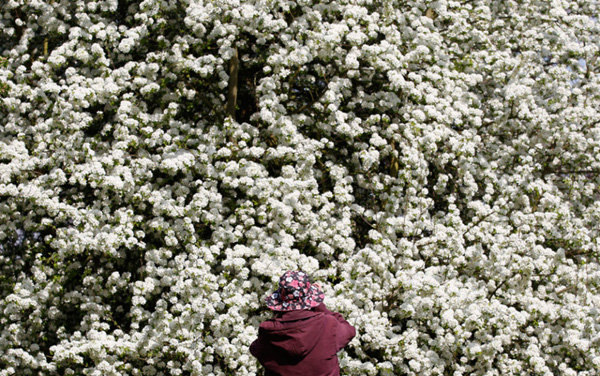 A visitor takes photographs of cherry blossoms at the Royal Botanic Gardens in Kew, west London April 15, 2009.