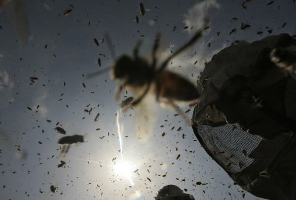 Palestinian beekeepers inspect hives at an apiary near the central Gaza Strip refugee camp of Bureij on April 19, 2010.