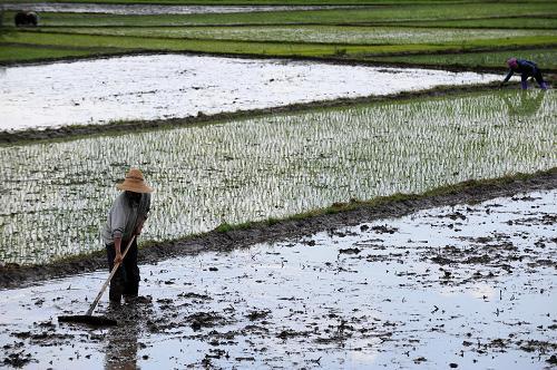 Villagers work in the field in Xizhou Town, Dali City of Yunnan Province, on April 28, 2010. The severe drought in southwest China has broken after six falls of rain in the past month. [Xinhua photo]