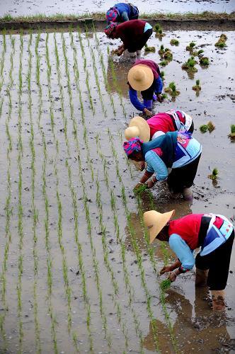 Villagers work in the field in Xizhou Town, Dali City of Yunnan Province, on April 28, 2010. The severe drought in southwest China has broken after six falls of rain in the past month. [Xinhua photo]