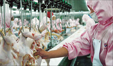 WWorkers at a chicken processing line in Rizhao, Shandong Province. China's import of chicken products from the United States increased by 6.8 percent to 620,000 tons in 2009. [China Daily]