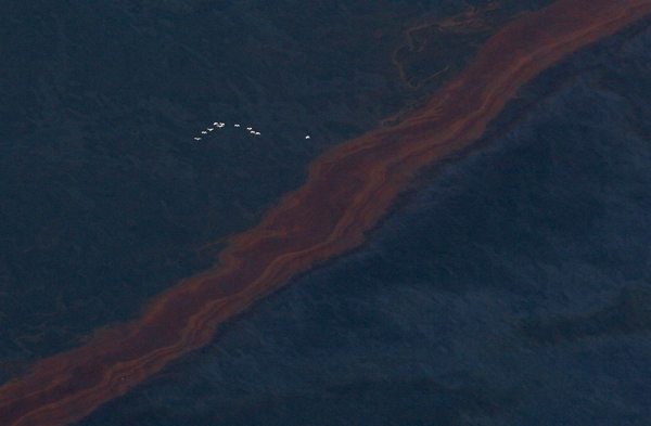 Birds fly over a band of oil in this view of the Gulf of Mexico, south of Louisiana, where oil leaking from the Deepwater Horizon wellhead continues to spread in this photograph taken and released to Reuters on April 28, 2010.[Xinhua]