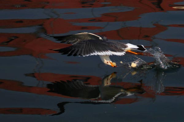 Photo shows a seagull catches a fish. (Photo: vip.people.com.cn)