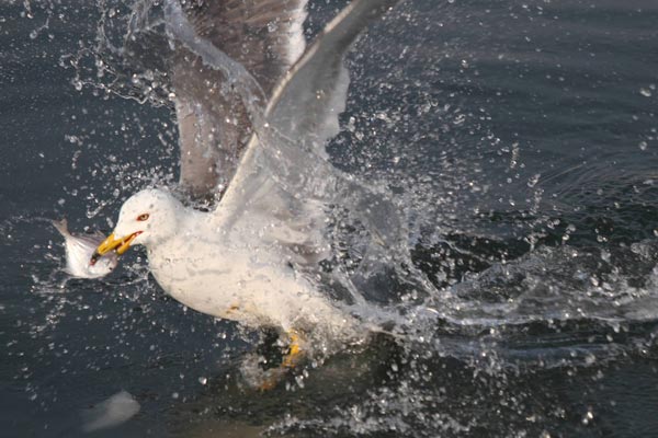 Photo shows a seagull catches a fish. (Photo: vip.people.com.cn)