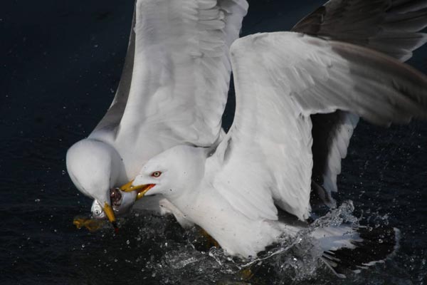 Photo shows two seagulls vying for a fish. (Photo: vip.people.com.cn)