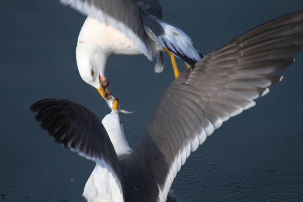 Photo shows two seagulls vying for a fish. (Photo: vip.people.com.cn)