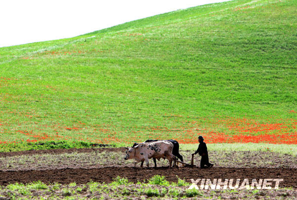 An Afghan farmer ploughs his land in Jawzjan Province, northern Afghanistan, April 19, 2009. [Xinhua/Zabi Tamanna]