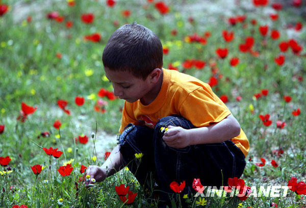 An Afghan boy collects flowers on a flower-covered land in Jawzjan Province, northern Afghanistan, April 19, 2009. [Xinhua/Zabi Tamanna] 