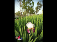 Photo taken on April 29, 2010 shows the beautiful scenery in the World Expo Park in Shanghai, east China. [Photo by Yang Jia]