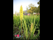 Photo taken on April 29, 2010 shows the beautiful scenery in the World Expo Park in Shanghai, east China.  [Photo by Yang Jia