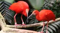 World's 10 amazing red animals