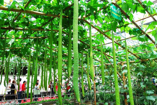 Visitors walk around to appreciate a unique breed of super long towel gourd, at the Vegetable Fair, which attracts great many visitors and procurators for sightseeing and deal-order by the virtue of new and high-tech cultivation methods, affluent varieties of strains, as well as novel horticultural sculpting, during the May 1 vacation, in Shouguang, east China's Shandong Province, May 2, 2010. The fair is slated to last until May 20. (Xinhua/Dong Naide)