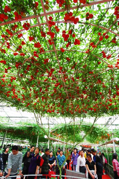 Visitors gather to appreciate a unique tomato tree which boasts of a per unit yields of 3,000 kg of fruits, at the Vegetable Fair, which attracts great many visitors and procurators for sightseeing and deal-order by the virtue of new and high-tech cultivation methods, affluent varieties of strains, as well as novel horticultural sculpting, during the May 1 vacation, in Shouguang, east China's Shandong Province, May 2, 2010. The fair is slated to last until May 20. [Xinhua/Dong Naide]