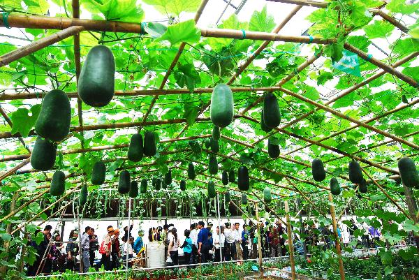 Visitors gather to appreciate a unique cropping technology of wax gourd by suspending in the air, at the Vegetable Fair, which attracts great many visitors and procurators for sightseeing and deal-order by the virtue of new and high-tech cultivation methods, affluent varieties of strains, as well as novel horticultural sculpting, during the May 1 vacation, in Shouguang, east China's Shandong Province, May 2, 2010. The fair is slated to last until May 20. [Xinhua/Dong Naide]