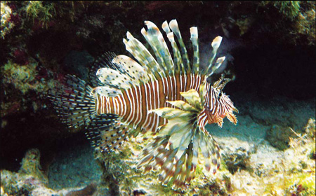A lionfish swims at a depth of about 130 feet, roughly 55 miles off the coast of North Carolina. Conservationists and chefs are declaring open season on the invasive fish and serving it up. NOAA Undersea Research Center 2006. [File Photo] 