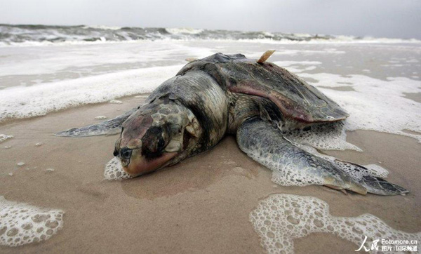 A dead sea turtle lies on the beach in Pass Christian, Mississippi, U.S., May 2, 2010.