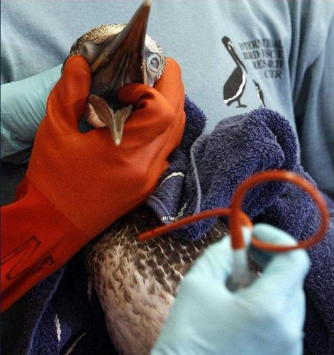 Members of Tri-State Bird Rescue and Research and the International Bird Research Center hydrate a Northern Gannet bird, which was covered in oil and cleaned from a massive spill in the Gulf of Mexico, at a cleaning facility in Fort Jackson, Louisiana, U.S., May 1, 2010. [Fotomore.cn] 