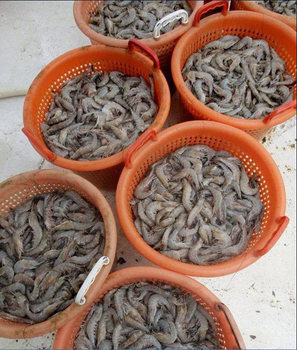  Photo taken on May 2, 2010 shows that shrimp caught by the Bub-Poot-Nae's is seen in baskets at the Venice Marina in Venice, Louisiana, U.S. NOAA is restricting commercial and recreational fishing in oil-affected portions of the Gulf of Mexico. [Fotomore.cn]