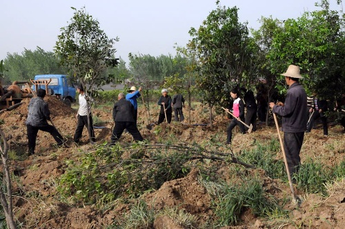 Villagers in Xindian town of Nanyang city, Henan province, plant trees last Wednesday on land previously used to grow wheat. [Zhang Xingjun / Xinhua]