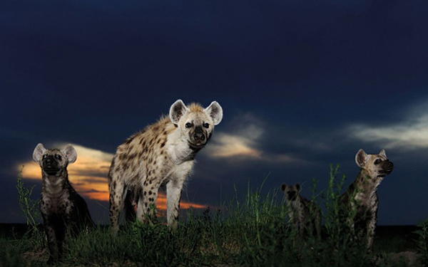 The Wildlife Photographer of the Year exhibition is an international photo show for the best photography featuring natural subjects.The competition is launched by two UK institutions: the Natural History Museum and BBC Wildlife Magazine, from 1964.