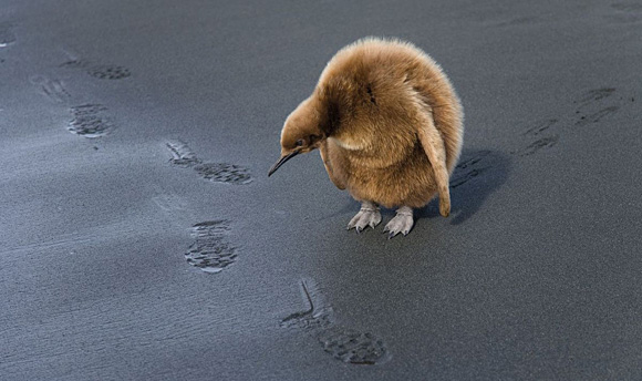 The Wildlife Photographer of the Year exhibition is an international photo show for the best photography featuring natural subjects.The competition is launched by two UK institutions: the Natural History Museum and BBC Wildlife Magazine, from 1964.