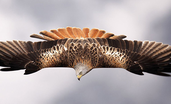 The Wildlife Photographer of the Year exhibition is an international photo show for the best photography featuring natural subjects.The competition is launched by two UK institutions: the Natural History Museum and BBC Wildlife Magazine, from 1964. 