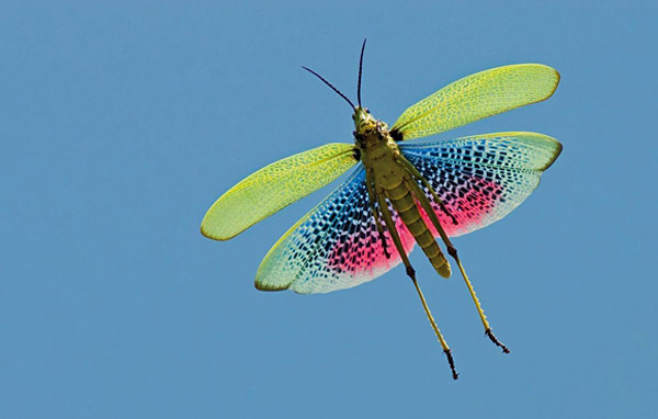 The Wildlife Photographer of the Year exhibition is an international photo show for the best photography featuring natural subjects.The competition is launched by two UK institutions: the Natural History Museum and BBC Wildlife Magazine, from 1964. 