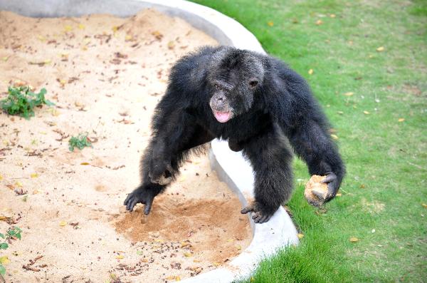 An African chimpanzee is ready to toss sand to visitors in a zoo in Nanning, capital of southwest China&apos;s Guangxi Zhuang Autonomous Region, on May 5, 2010. The zoo got four chimpanzees on Dec. 31, 2009, from a German woman as New Year gifts. [Xinhua]