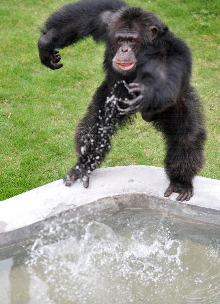 An African chimpanzee is ready to sprinkle water to visitors in a zoo in Nanning, capital of southwest China&apos;s Guangxi Zhuang Autonomous Region, on May 5, 2010. The zoo got four chimpanzees on Dec. 31, 2009, from a German woman as New Year gifts. [Xinhua]