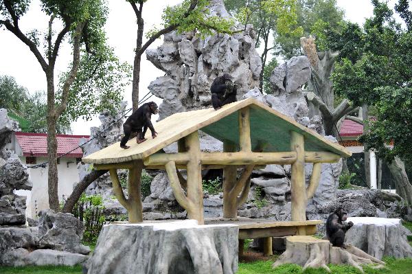 Two African chimpanzees rest on a cabin roof in a zoo in Nanning, capital of southwest China&apos;s Guangxi Zhuang Autonomous Region, on May 5, 2010. The zoo got four chimpanzees on Dec. 31, 2009, from a German woman as New Year gifts. [Xinhua]